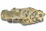Fossil Mud Lobster (Thalassina) - Gunn Poin, Australia #307737-1
